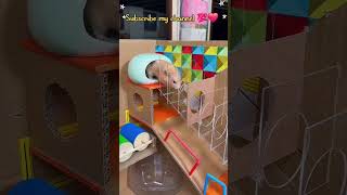 Genius Mouse satisfying videos ||MR AVINASH CREATIVE VLOGS #youtubeshorts #viralvideo #entertain