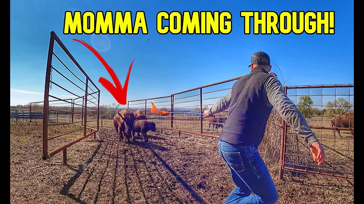 Gate Cutting For Calves | Eleanor's Baby Is...