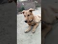 Hum bna rhe vlog #shortvideo #goldenretreiver #trending #viral #pets #dog #puppy #shorts