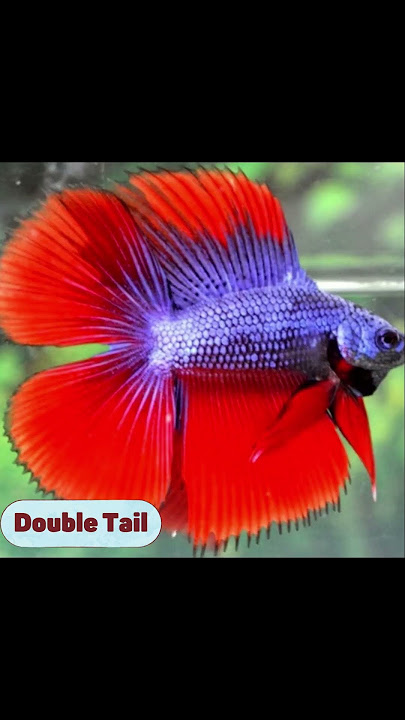 7 Jenis Ikan Cupang Terpopuler