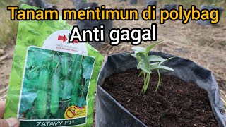 Download Lagu How to plant cucumbers in polybags MP3