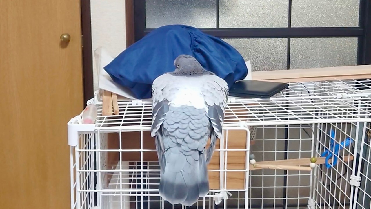 ゴツい背中のハト