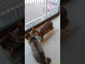 【Cats Cafe】【貓咪咖啡廳】【ネコカフェ】貓咪的日常 #6 #catshorts #shorts #cat #cats