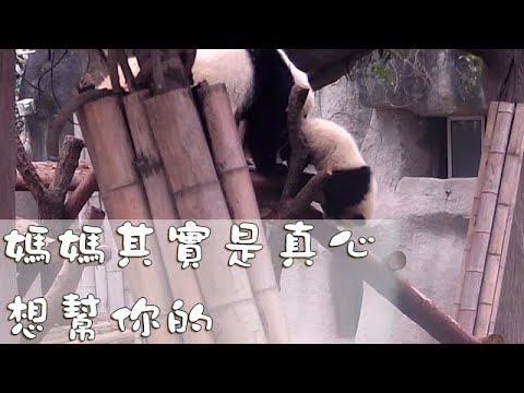 《熊貓早晚安》媽媽其實是真心想幫你的 | iPanda熊貓頻道