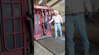 Calf Health Care