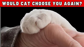 Would Your Cat Stay With You If They Had a Choice? – Look for THESE Signs