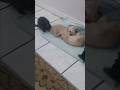 Survival of the Fittest Kitten! #shorts #kitten #fight #survival #youtubeshorts