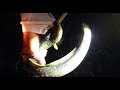 川内川のオオウナギを突く！（奄美市住用町川内）2015年5月6日