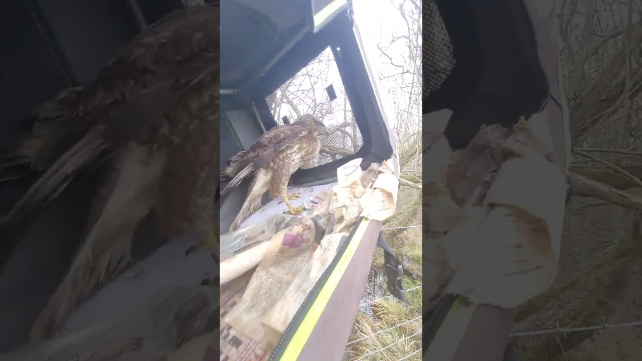 Buzzard release March 2023