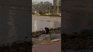 Lobo en Pocitos #uruguay #montevideo #playa #fauna #lobo #lobos #beachlife #animales #urus #mvd #uy