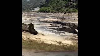 Sea Lion escapes leopard attack #shorts #sea lion #escapes #leopard #attack #lion #leopards #animals
