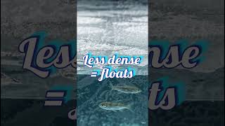 Why Does Ice Float on Water? 🤯 | Simple Science Explained”