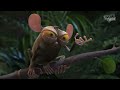 La Pandilla De La Selva Misiones Salvajes Dibujos Animados WOW CLUB ESPAÑOL 