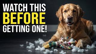 Things You MUST Know Before Getting a Golden Retriever!