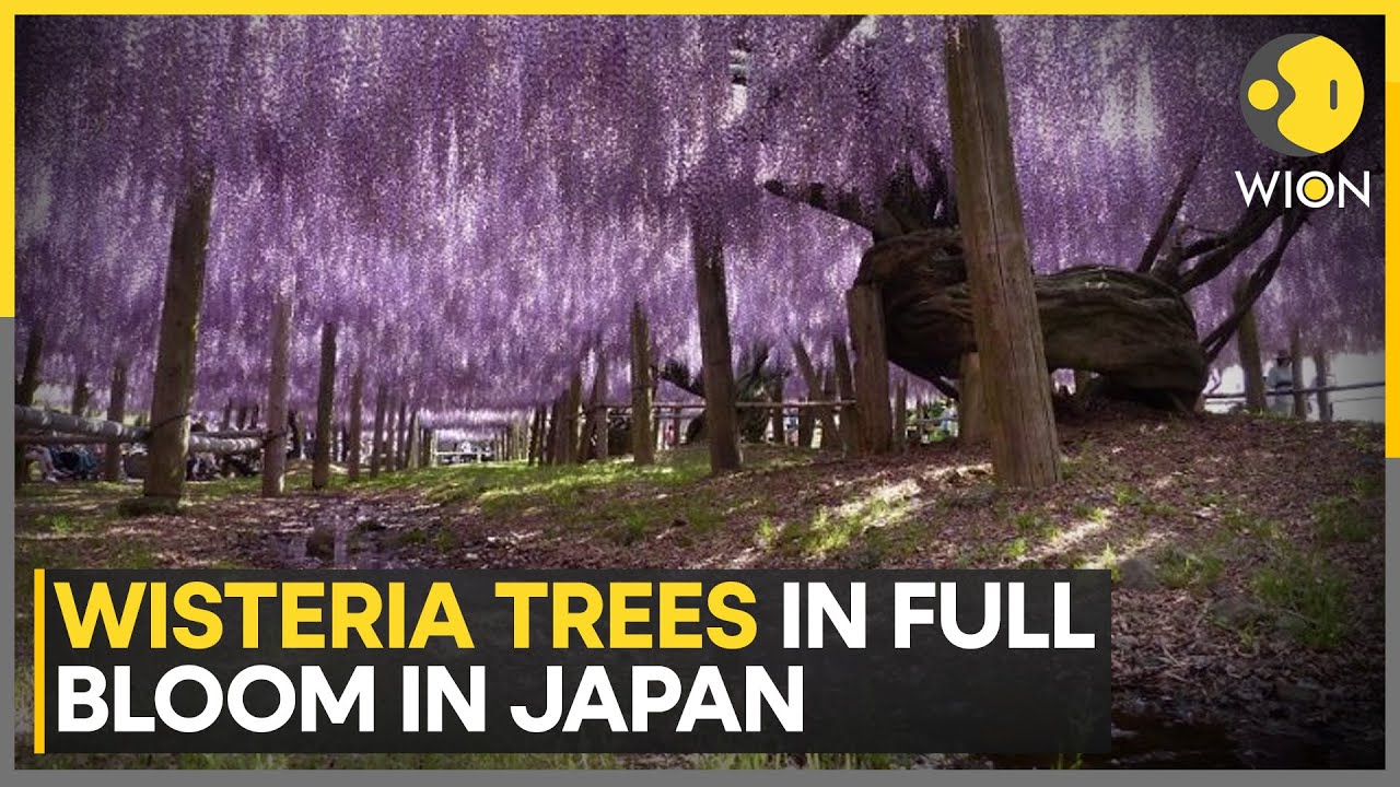 Crowd Flock To See Wisteria Trees In Full Bloom In Japan | World News