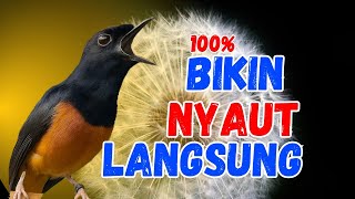 100% NYAUT EMOSI‼️PANCINGAN MURAI BATU GACOR FULL ISIAN MEWAH, SEKALI DENGAR MURAI NYAUT BUNYI