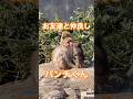 【パンチくん】お友達と仲良しパンチくん #がんばれパンチ #市川市動植物園 #punch