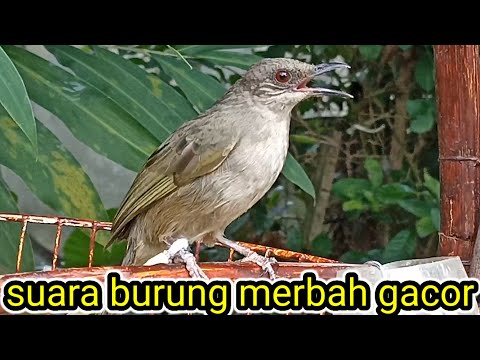 suara Trucuk Lumut mata merah gacor
