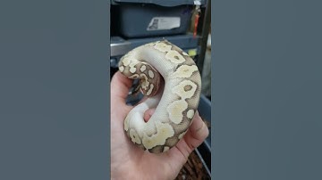 #python #reptile #reptiles #ballpython #snake #viral #snakevideo #shortvideo #videos #funny
