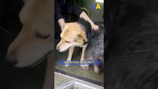 Ukrainian 'White Angels' saved civilians and animals