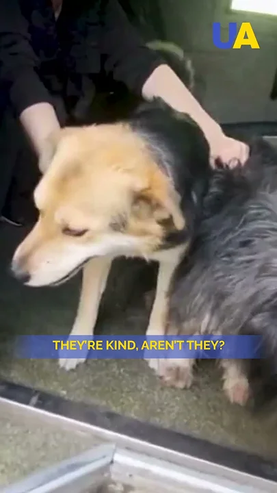 Ukrainian 'White Angels' saved civilians and animals