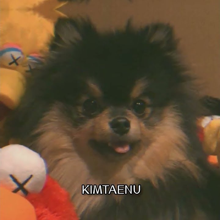 Your dog is not my dog🥺|  AND I FELT IT | #shorts #btsv #kimyeontan #btsarmy #sadstatus #KIMTAENU