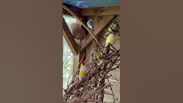 Sudan Golden sparrow, java sparrow, gouldian finch | Aviary Birds #birds #birdsounds #bird
