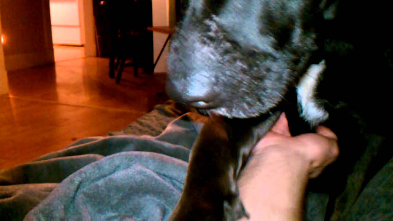 Zoey makes me scratch her belly and chest. Funny Dog YouTube