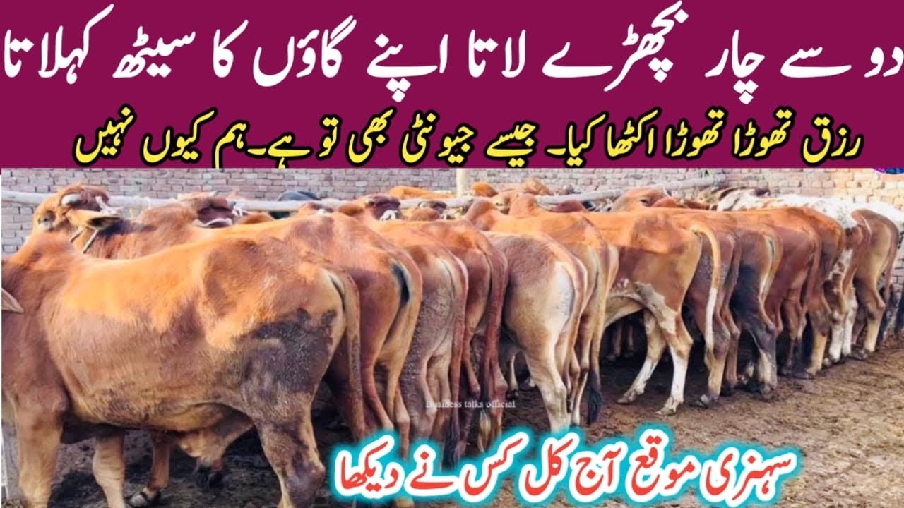 How To Earn 50 Thousand 1 Week At Home Start To 4 Calf Business New how-to-earn-50-thousand-1-week-at-home-start-to-4-calf-business-new