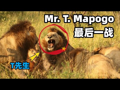 传奇狮王T先生的最后一战：以一敌四，只为让两个哥哥安全撤退
