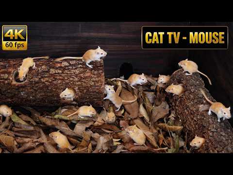 Cat TV Mouse Maze | Real Mice Hide & Seek in Forest Logs | Cat Games 8 Hours | 4K 60fps