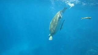 Turtle Shark Attacked 2.AVI
