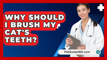 Why Should I Brush My Cat