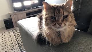 My deaf cat meowing for 20 seconds straight.