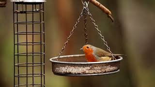 Slow Motion Of A Robin, Great Tit And A Blue Tit Feeding In The Rain