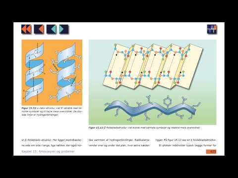 Video: Hvordan bestemmer aminosyresekvensen en organismes egenskaber?