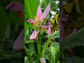 #flowersbanana flower #music