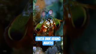 Unique Facts about Mantis Shrimp #shorts #faktaunik