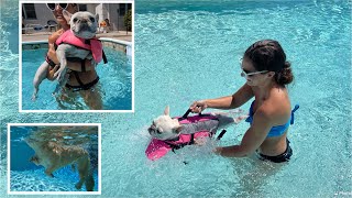 Teaching Our French Bulldog how To SWIM *EPIC FAIL*