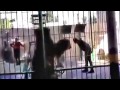 Egypt  the lion of judah kills trainer islam shaheen live