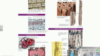 Chapter 35 video notes.wmv