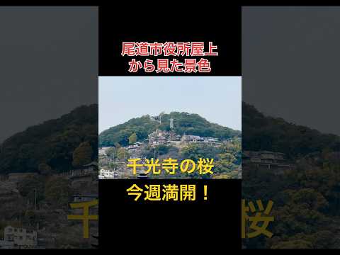 尾道市役所屋上から見た景色 #尾道 #桜 #満開 #観光 #絶景