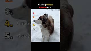 Husky Tier List Part 2 — Which One Wins? 🏆🐾 #dogs #cute #puppy
