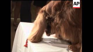 Stump, the Sussex spaniel who won Best in Show at the 133rd annual Westminster Kennel Club Dog Show,