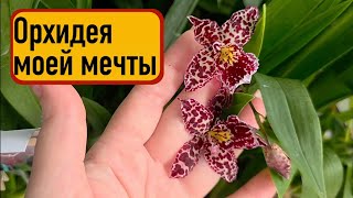 Самые редкие орхидеи!