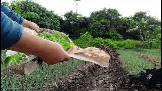 TANAM LOMBOK DI SORE HARI