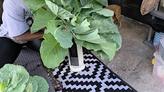 How you GrowN Nesties: 2nd Collard green harvest, come chat with me 