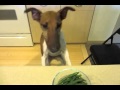 Smooth Fox Terrier Jumps for Green Beans