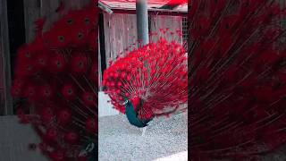 Download Lagu Beautiful Peacocks in world #shorts #viral #trending #peacock #nemali #peacocktypes #colorfulpeacock MP3