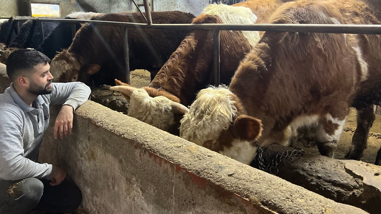 Kurbanlıklarımızın Kilosu Ne Durumda Kurbanlık Hisse Fiyatları Belli Oldu Hayvanlarımızın Beslenmesi